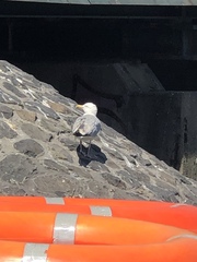 Larus argentatus