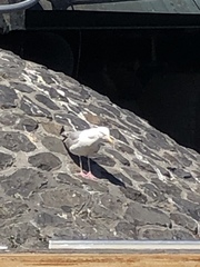 Larus argentatus
