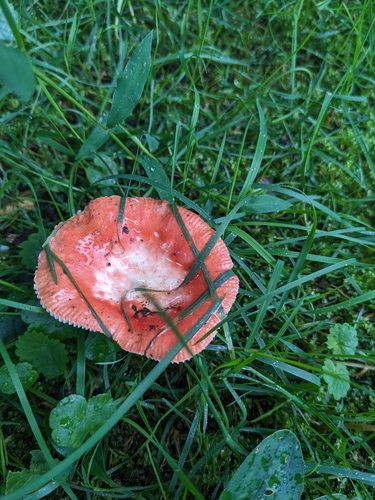 Russula