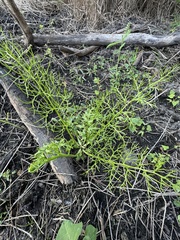 Ceratopteris thalictroides image
