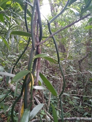 Vanilla insignis, photograph (c) josebarrientos, some rights reserved (CC BY)