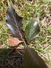 Fagus sylvatica