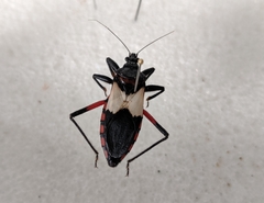 Microtomus purcis
