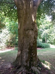 Fagus sylvatica