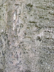 Fagus sylvatica