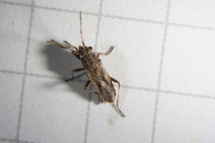 Ortholomus punctipennis