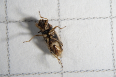 Ortholomus punctipennis