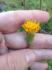 Raillardella scaposa