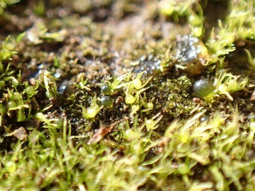Image of Ephemerum crassinervium by no rights reserved