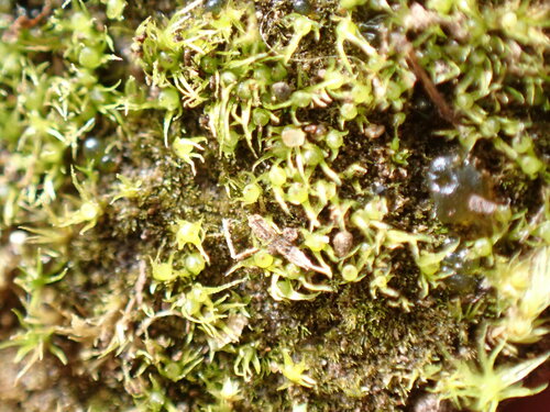 Image of Ephemerum crassinervium by no rights reserved