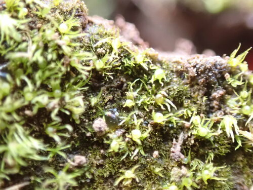 Image of Ephemerum crassinervium by no rights reserved
