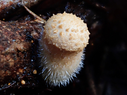 woolly bird's nest fungus
