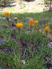 Raillardella scaposa