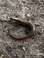 Scincella lateralis