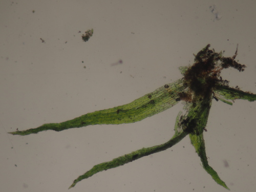 Image of Ephemerum crassinervium by no rights reserved