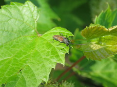 Trachysida mutabilis