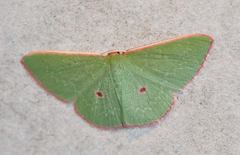 Chlorocoma rhodothrix