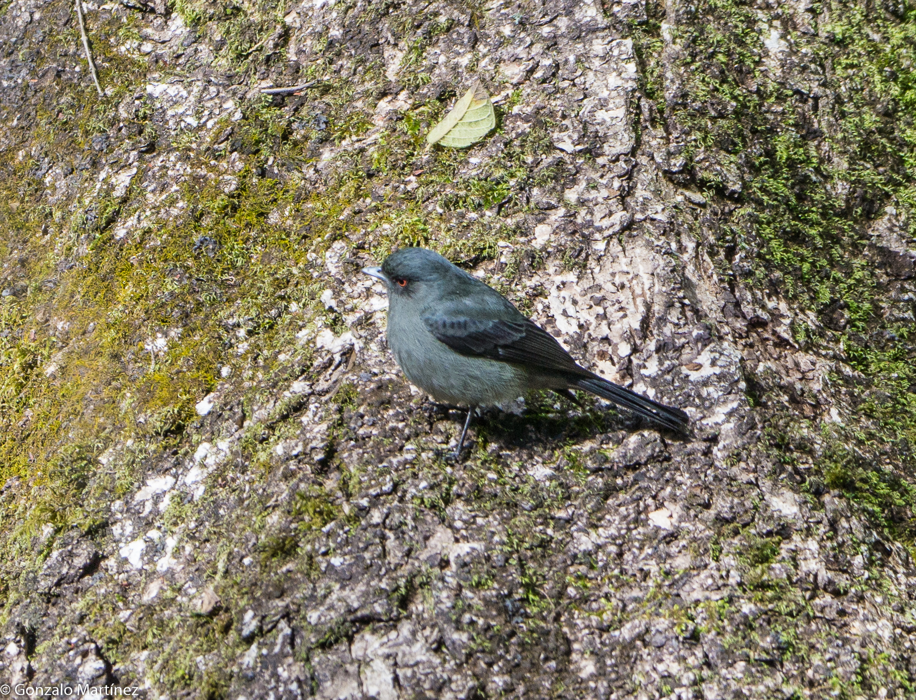 Plumbeous Tyrant (Knipolegus cabanisi), photo 7