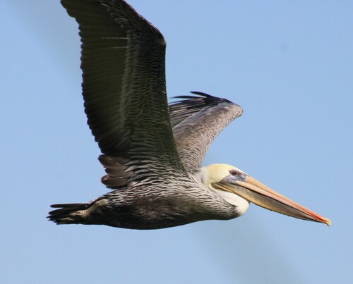iNaturalist observation photo of Brown Pelican