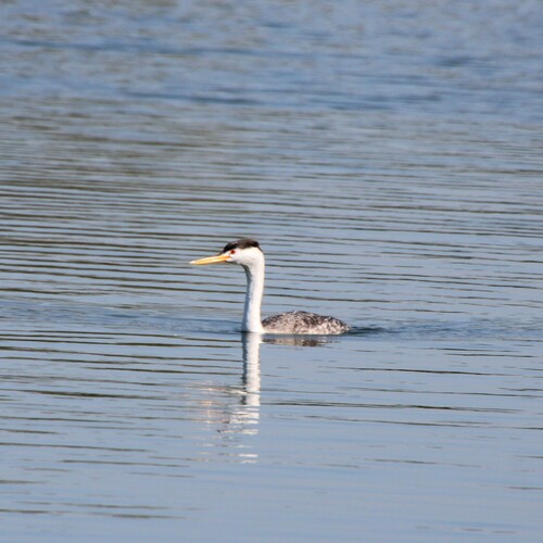 iNaturalist observation photo of Clark's Grebe