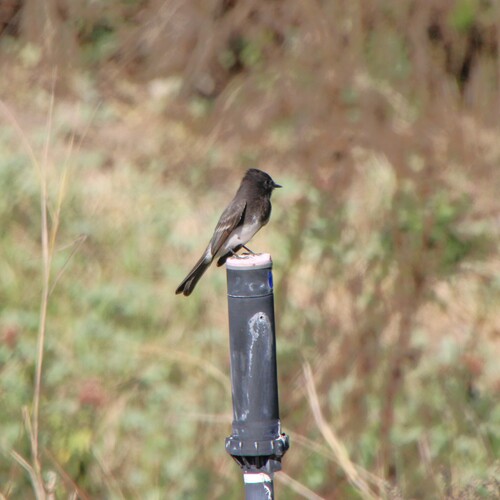 iNaturalist observation photo of Black Phoebe