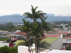 Arecaceae