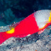 European Parrotfish - Photo (c) Francois Libert, some rights reserved (CC BY-NC), uploaded by Francois Libert