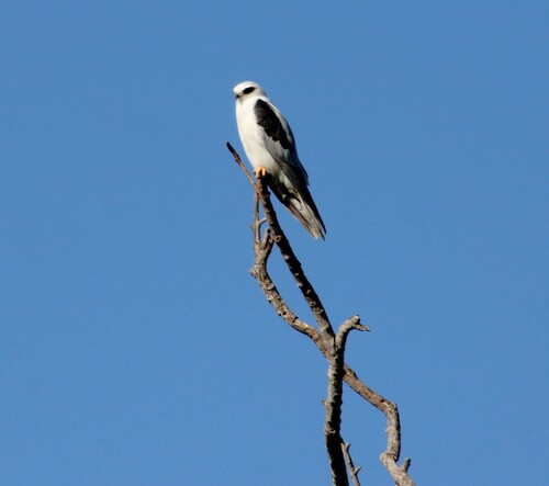 iNaturalist observation photo of White-tailed Kite