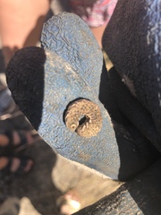 Proserpinus proserpina