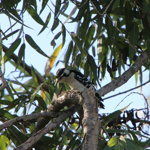 iNaturalist observation photo of Downy Woodpecker