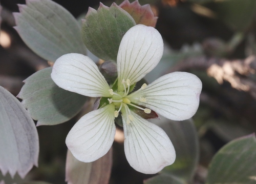 Geranium cuneatum observed 2024-07-31