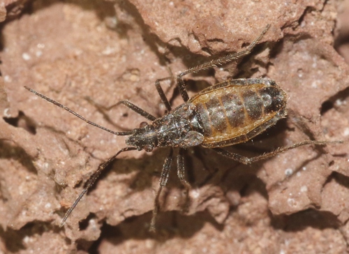 Nysius wekiuicola, 2024-07-31