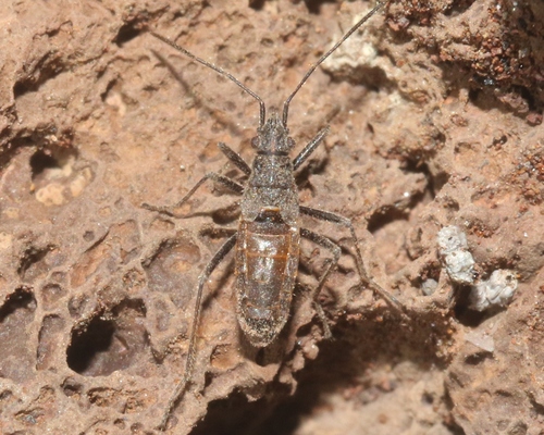 Nysius wekiuicola, 2024-07-31
