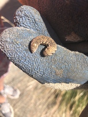 Proserpinus proserpina