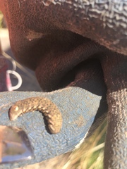 Proserpinus proserpina