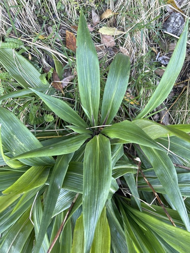 Image of Celmisia mackaui by no rights reserved