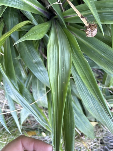 Image of Celmisia mackaui by no rights reserved