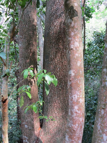 Cariniana legalis (Cariniana legalis)