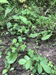 Trifolium stoloniferum