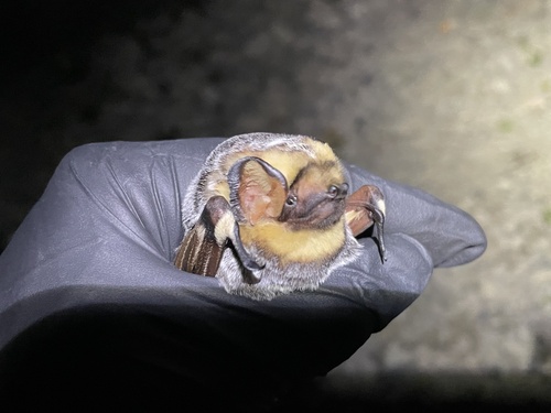 Northern Hoary Bat (Lasiurus cinereus), a species recorded in Illinois
