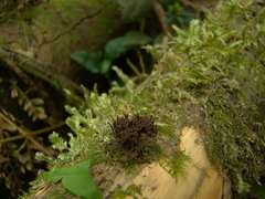 Stemonitis flavogenita
