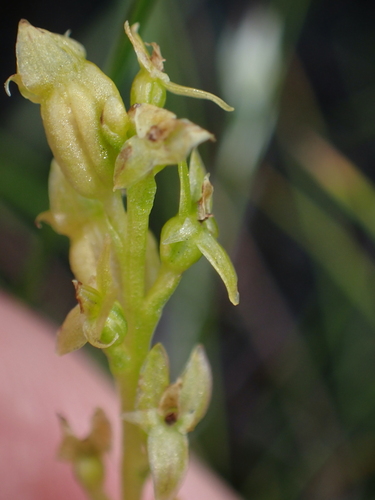 Image of Hammarbya paludosa by no rights reserved