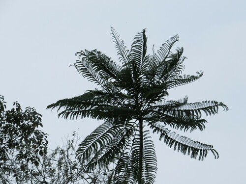 Schizolobium parahyba