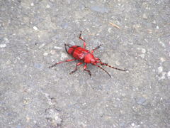 Dicelosternus corallinus