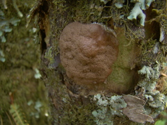 Reticularia intermedia