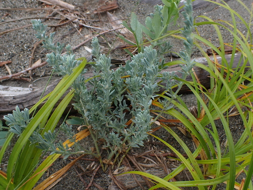 Image of Lathyrus littoralis by no rights reserved