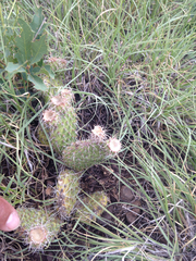 Opuntia polyacantha polyacantha