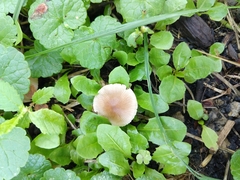 Agaricales