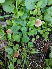 Agaricales