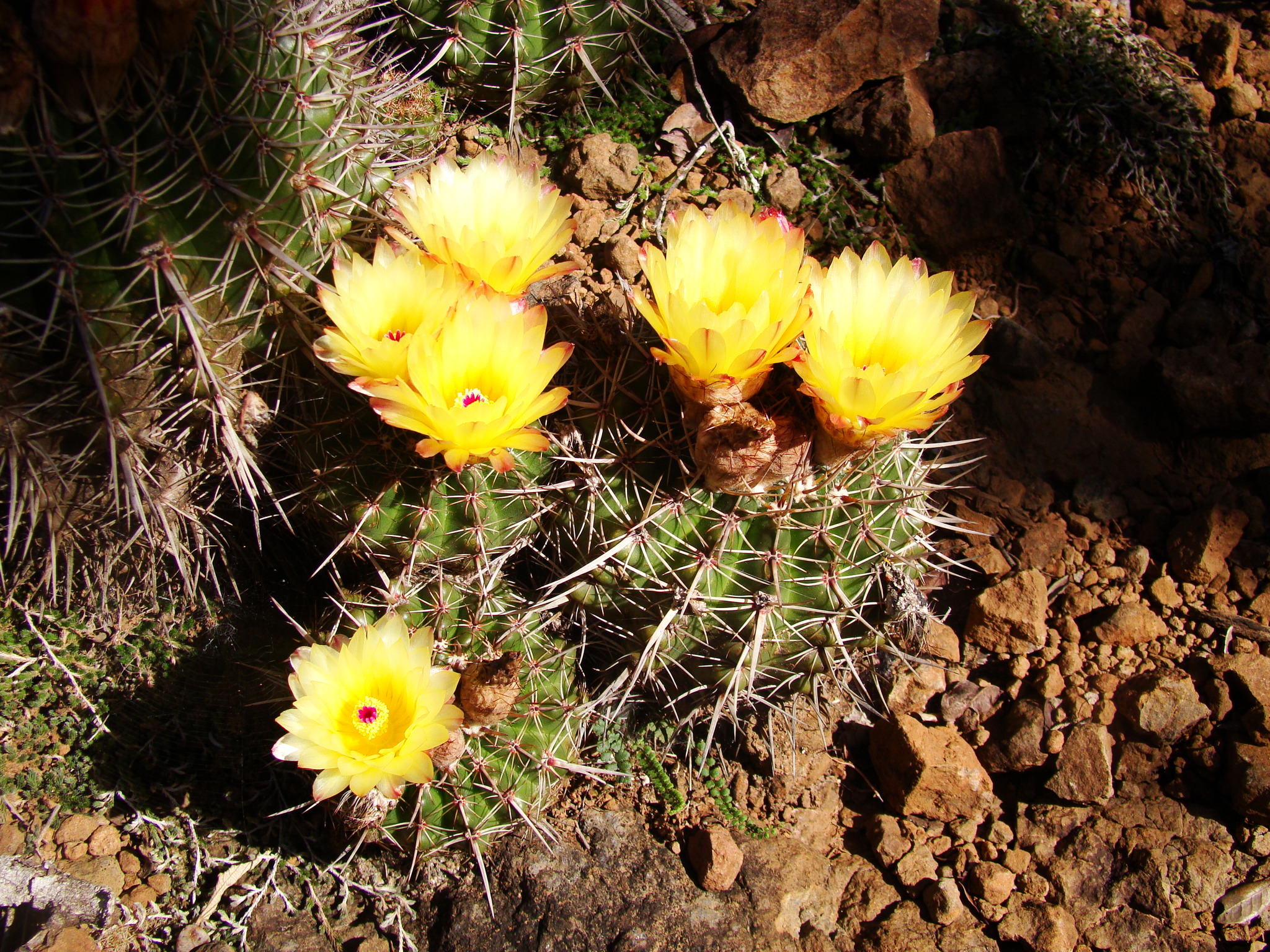Parodia mammulosa